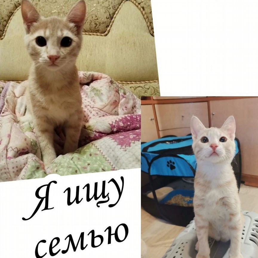 Котенок девочка ищет семью