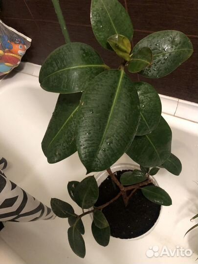 Фикус/ Комнатные цветы фикус