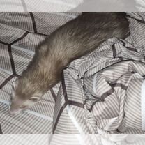 Домашний хорек коломна