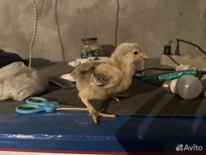 Цыпленок суточный брама