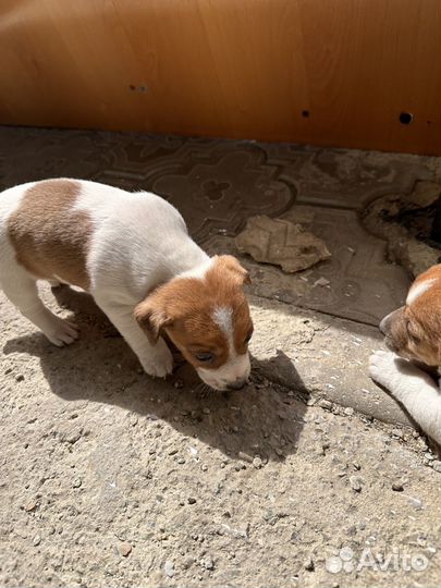 Щенки джек рассел терьер