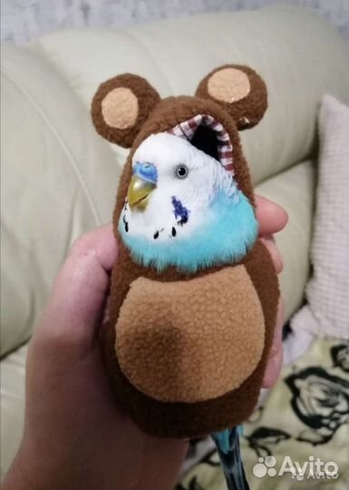 Одежда для попугая, кормушка, купалка