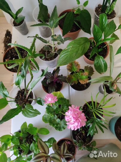 Комнатные растения, цветы
