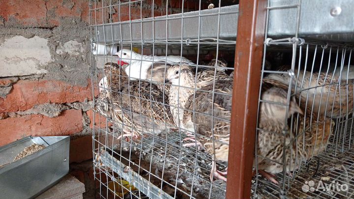 Перепела Техас Феникс Фараон