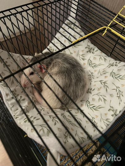 Гамачки для крыс