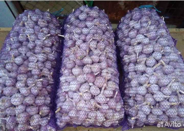 Чеснок оптом предзаказ на урожай 2024