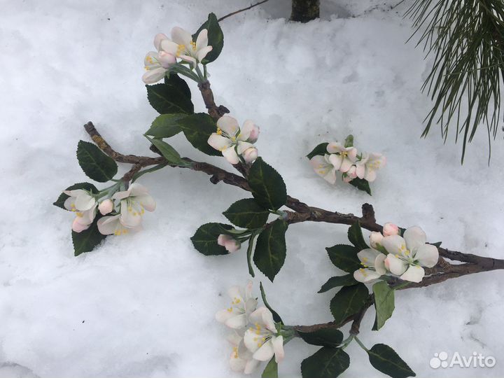 Для фотосессии ветка яблони