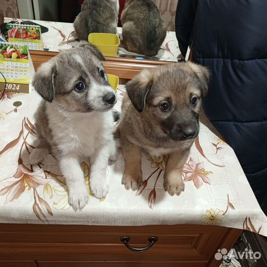 Собака в добрые руки щенок