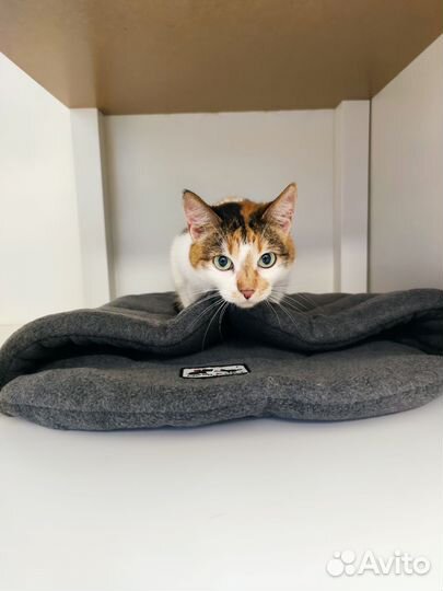 Кошка Сонечка, умная и спокойная в добрые руки