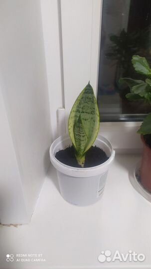 Сансевиерия