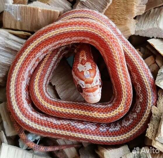 Маисовые полозы змейки