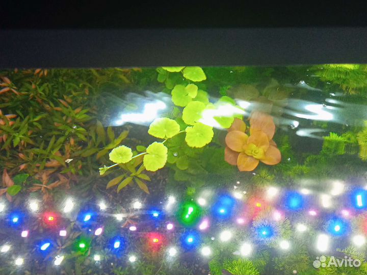 Аквариумные рыбки