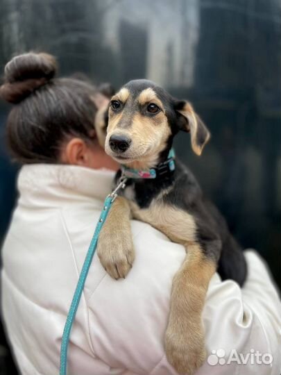 Щенок девочка в добрые руки