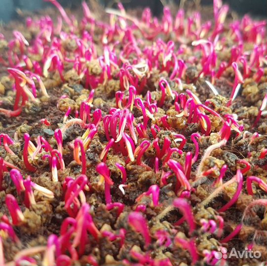 Семена для микрозелени