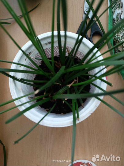 Зефирантес