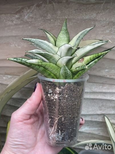 Сансевиерия вариегатная Gabriella White