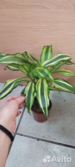 Пальма драцена