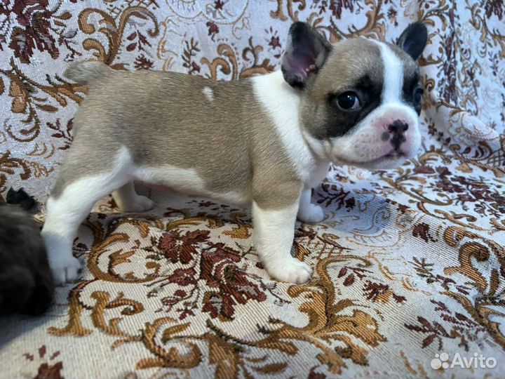 Щенки французского бульдога
