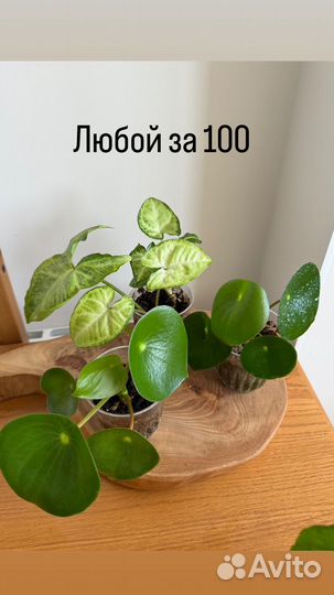 Комнатные растения цветы