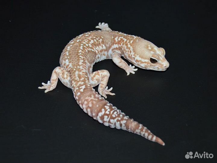 Гемитекониксы взрослые и малыши