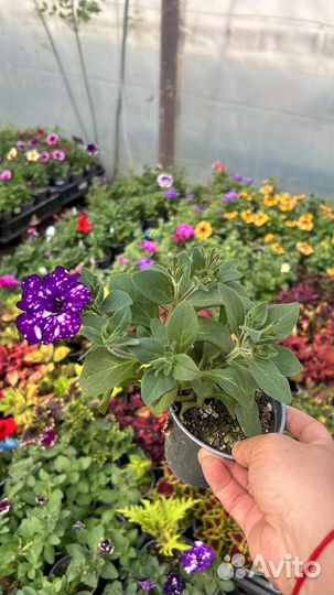 Рассада однолетних цветов, высшего качества