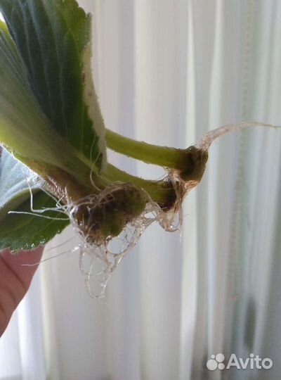 Глоксиния махровая