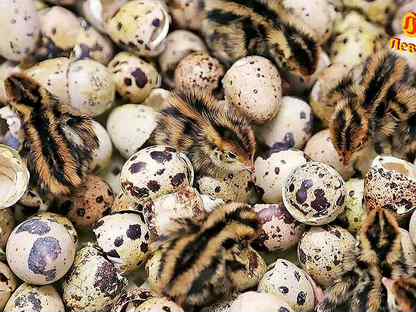 Инкубационное яйцо перепелов, качественный вывод, Пушкин