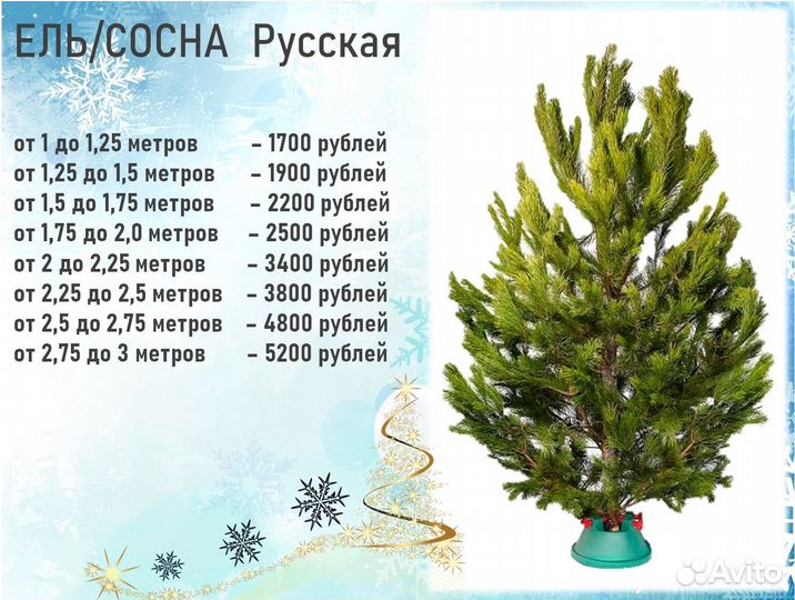 Новогодние ёлки и сосны Живые елки с доставкой