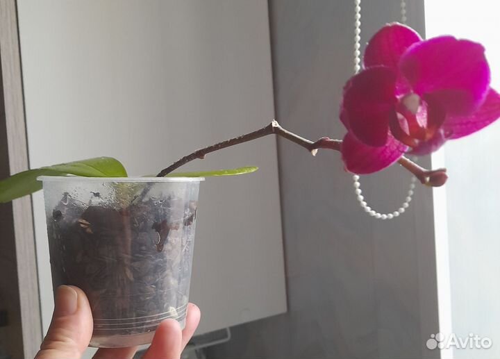 Орхидея карлик. Дюшенея, земляника декоративная