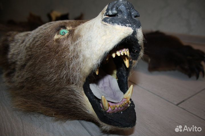 Медвежья шкура с головой на основе имитация 155 см