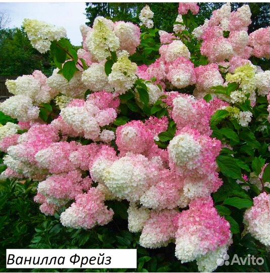 Гортензии метельчатые 3 года