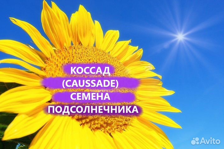 Семена подсолнечника Коссад Гибриды