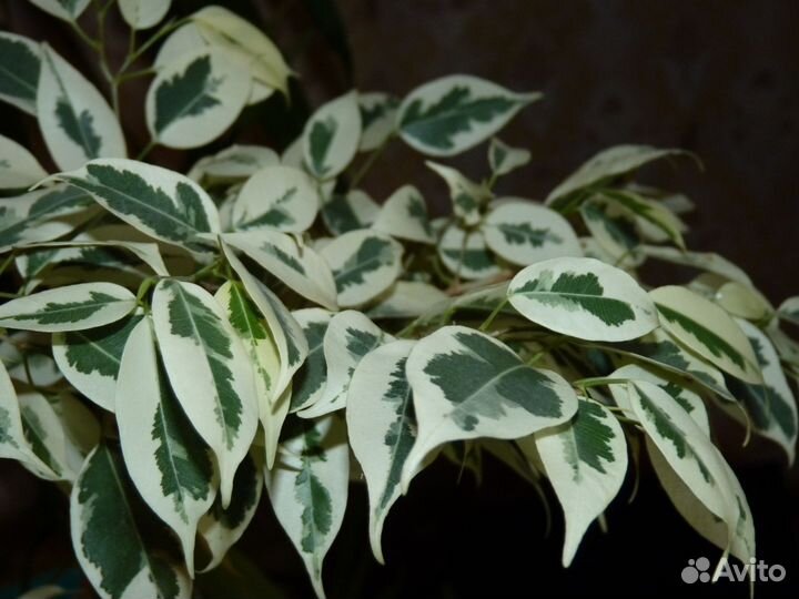 Комнатные растения