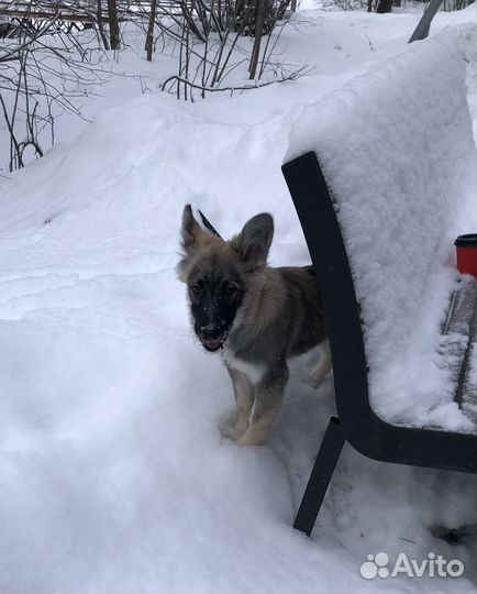 Щенок, девочка