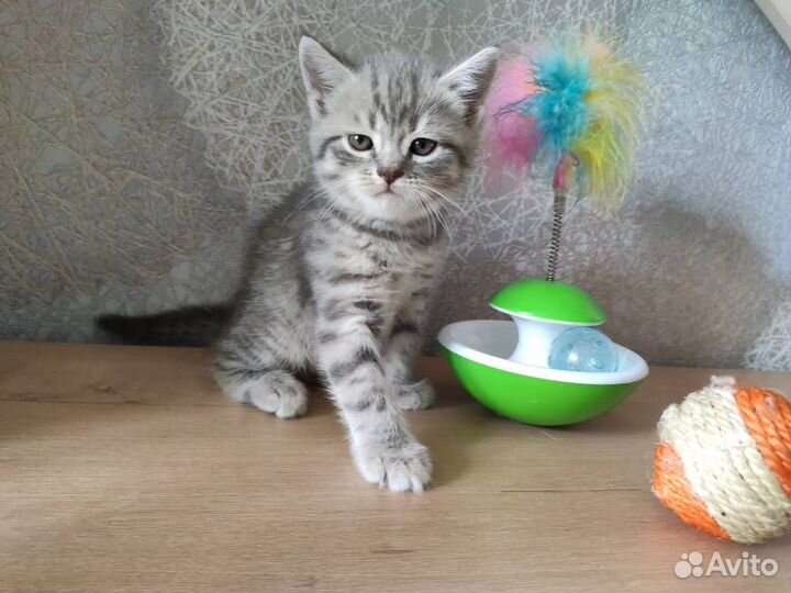 Котята шотландцы