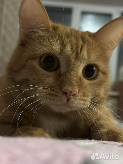 Отдам кошечку