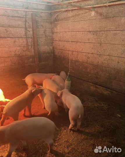 Поросята, свиньи, бараны Дорпер, быки