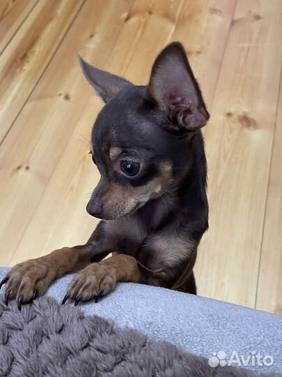 Собака мини Той-терьер