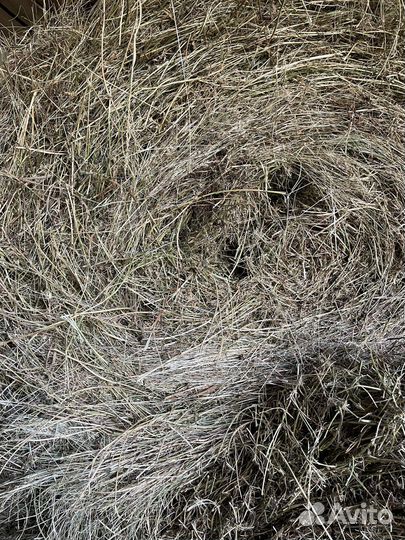 Продам сено в рулонах 2023