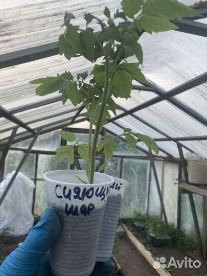 Рассада томатов