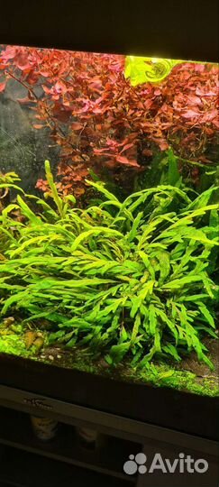Аквариумные растения с доставкой по РФ