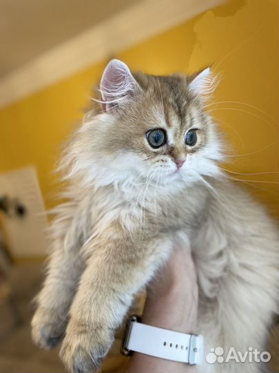 Котята британская золотая шиншилла