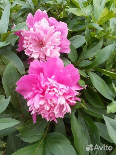 Колокольчик садовый, пион серебристый