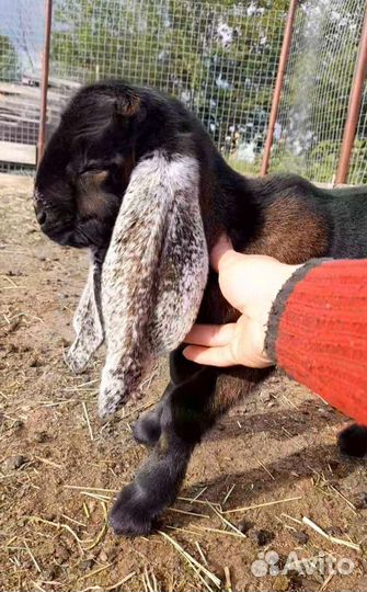 Коза и козёл нубийская/ камори