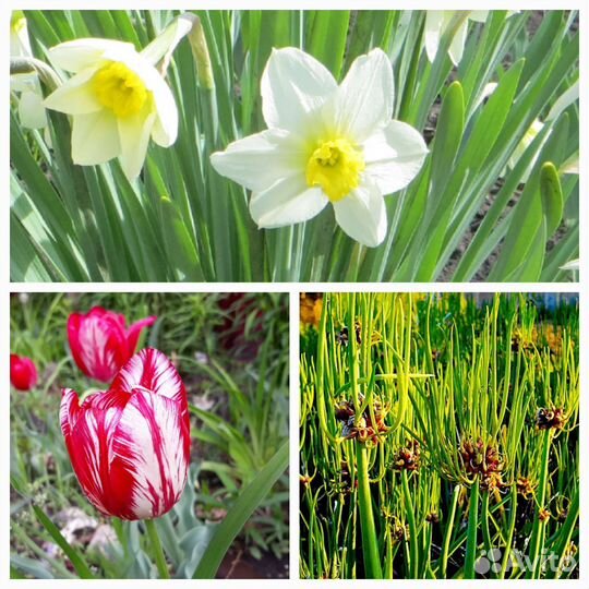 Луковицы нарциссов, тюльпанов, лука многоярусного