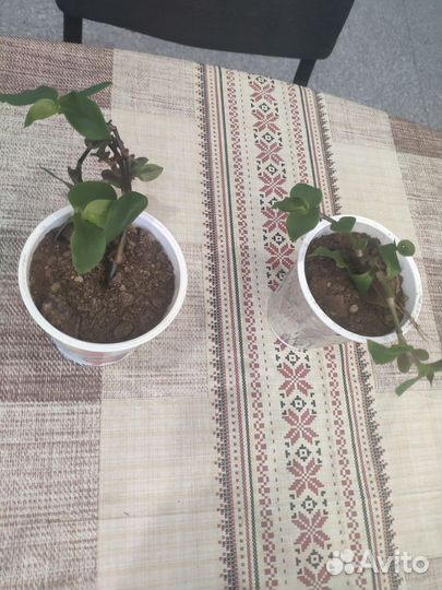 Традесканция детки