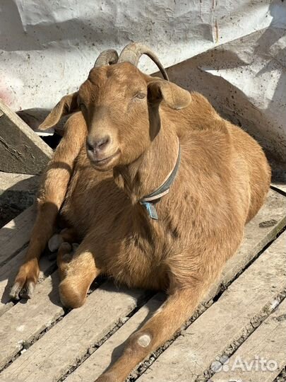 Коза ручная