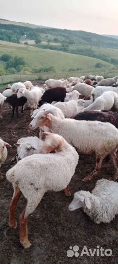 Овцы бараны