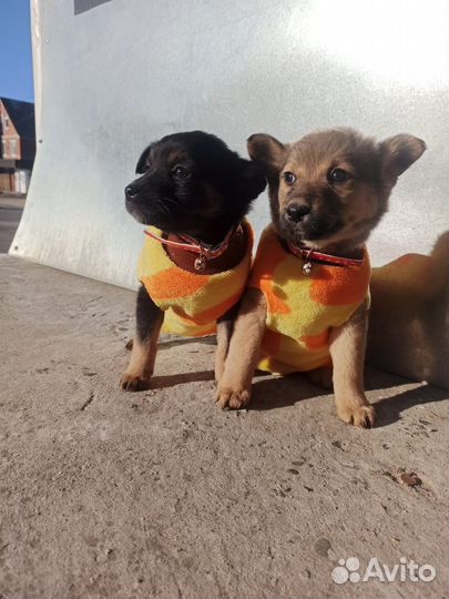 Щеночки девочки в добрые руки