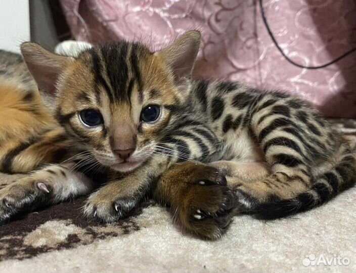 Бенгальская